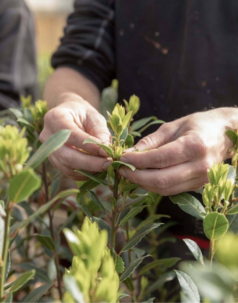 Laurica Plants 2019-97